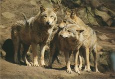 LOUPS D'EUROPE