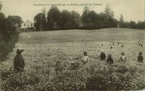 Cueillette de la Camomille par les Enfants pendant les Vacances |