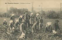 Cartolis Plougastel-Daoulas (Finistère) - Cueillette des Fraises