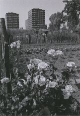 Cartolis Sarcelles (Val-d'Oise) - Jardins familiaux