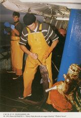 Cartolis Plougasnou (Finistère) - Thierry Patin décroche un congre à bord de " ...