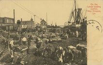 Cartolis  - On the Levee loading COtton, New Orleans, La.