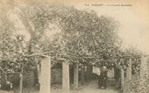 Cartolis Roscoff (Finistère) - Le Figuier séculaire