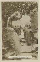 Cartolis  - Zaccheus in the Sycamore Tree