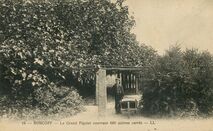 Cartolis Roscoff (Finistère) - Le Grand Figuier couvrant 660 mètres carrés