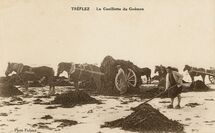 Cartolis Tréflez (Finistère) - La Cueillette du Goémon