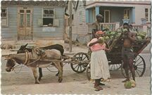 Cartolis  - Native Coconut Vendor