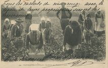 Cartolis Plougastel-Daoulas (Finistère) - Cueillette des Fraises à l'aube