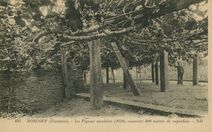 Cartolis Roscoff (Finistère) - Le Figuier séculaire (1610) couvrant de 600 mètr ...