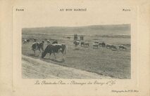 Cartolis Plogoff (Finistère) - La Pointe-du-Raz. -Pâturages des Etangs d'Ys