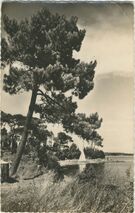 Cartolis Pont-l'Abbé (Finistère) - Un coin de l'Ile des chevaliers