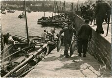 Cartolis Douarnenez (Finistère) - Arrivage de thons