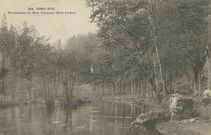 Cartolis Pont-Aven (Finistère) - Promenade du Bois d'Amour (Étude d'Arbres)