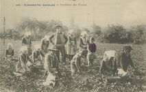 Cartolis Plougastel-Daoulas (Finistère) - Cueillette des Fraises