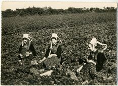 Cartolis Plougastel-Daoulas (Finistère) - Jeunes Filles en Costume de Plougastel-Daoulas dan ...